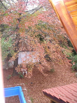 roble%7E0.jpg