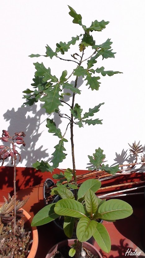 roble.jpg
