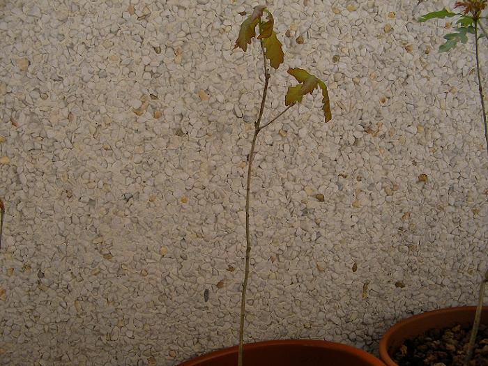 roble2 22-3-2007.JPG
