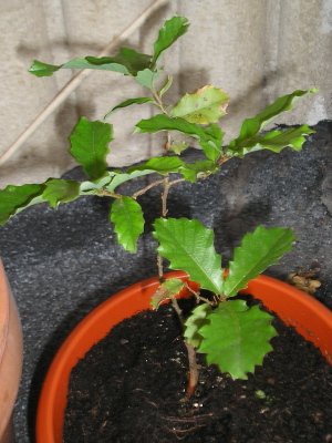 Roble2.jpg