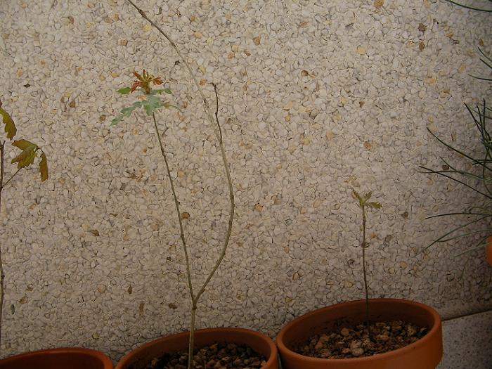 roble3 22-3-2007.JPG