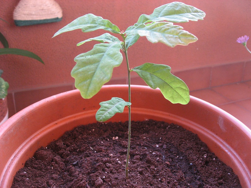 roble_zps197f9aaf.jpg
