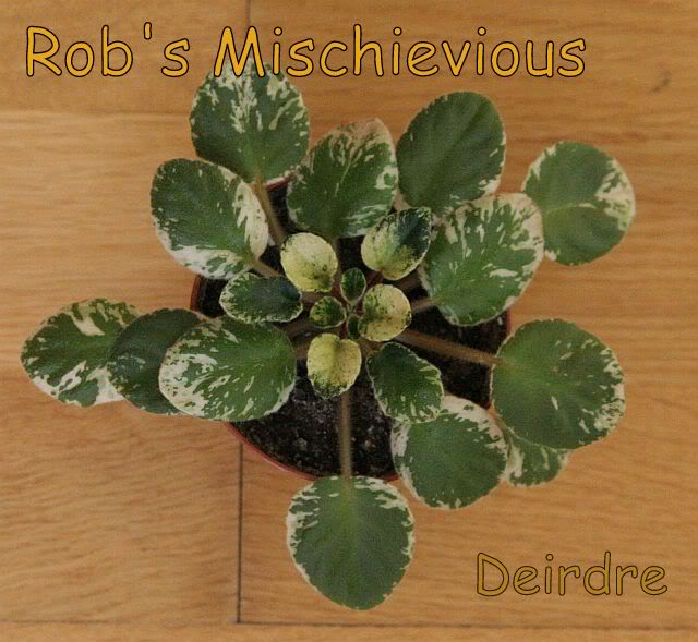 RobsMischievious04.jpg