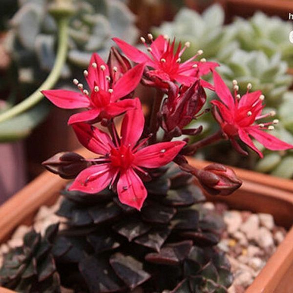 Roc%C3%ADo-Aptenia-cordifolia-en-flor-plantas-suculentas-con-flores.jpg