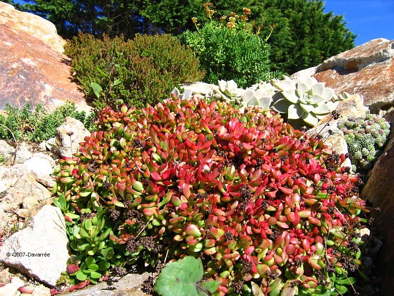 Rocaille%20du%20KERNIC%20,le%203%20octobre%202006%20019.jpg