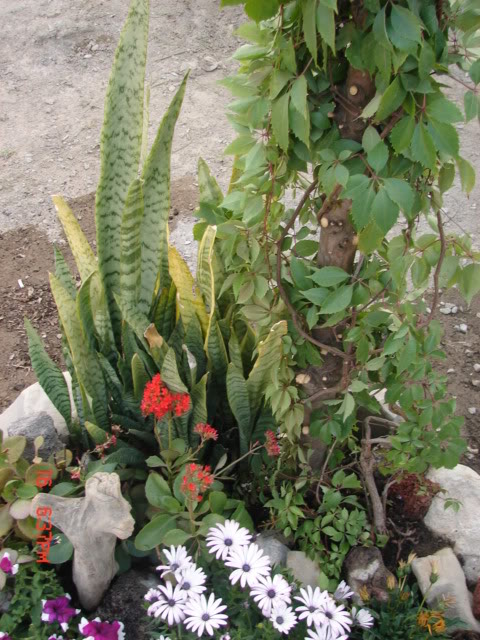 rocalla007.jpg