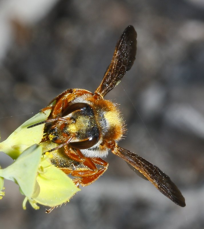 Rodanthidium%20sp%201.jpg
