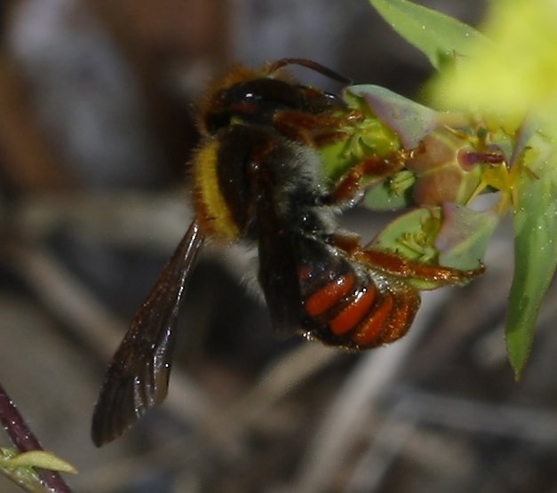Rodanthidium%20sp.jpg