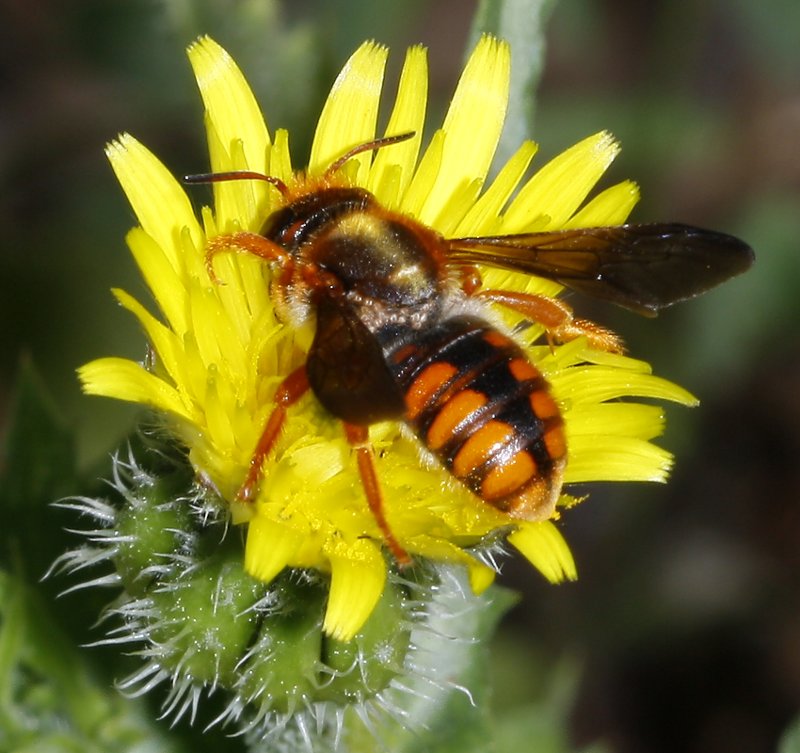 Rodanthidium%20sticticum_2065.jpg