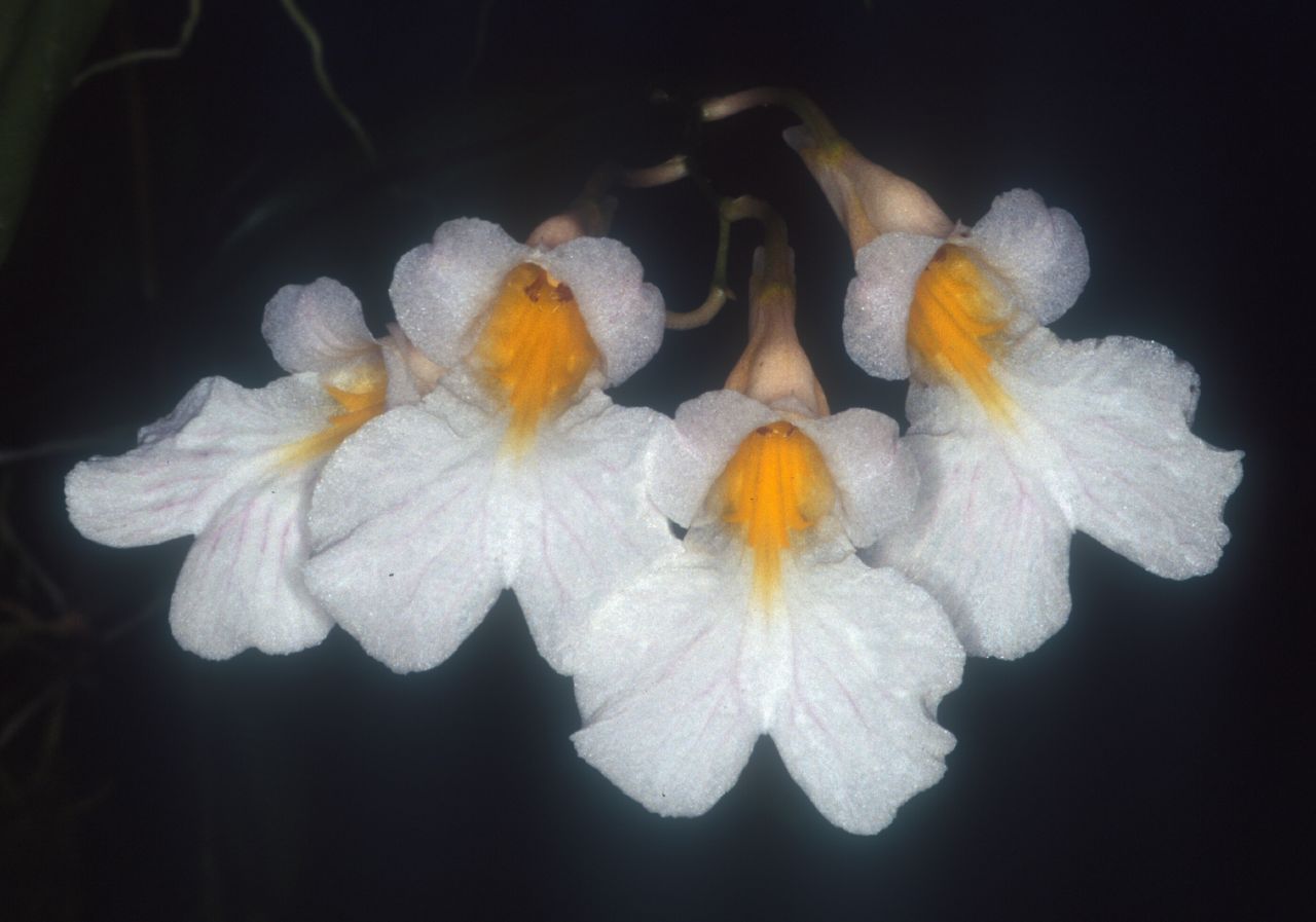 rodobtusifolia.jpg