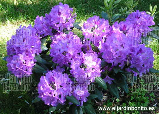 rododendro-01.jpg