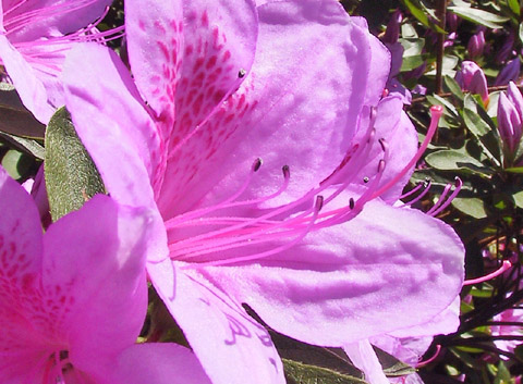 rododendro.jpg