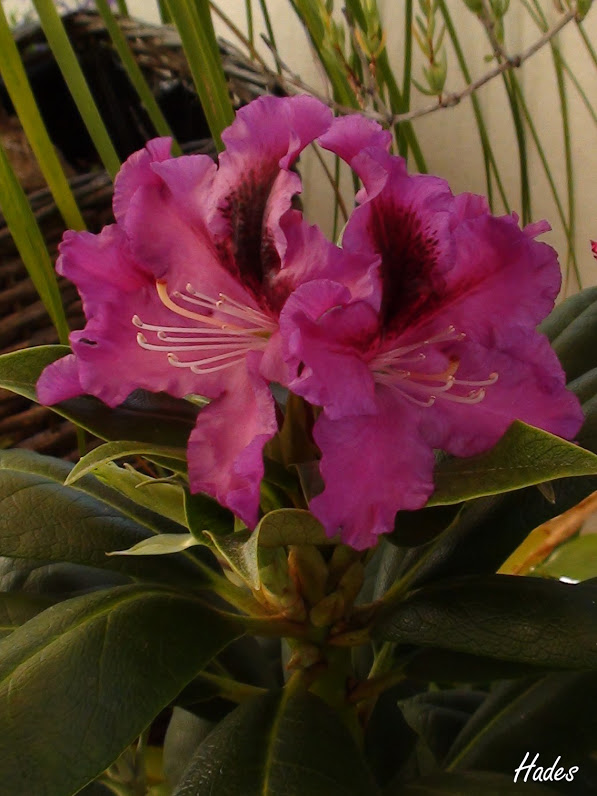 rododendro.jpg