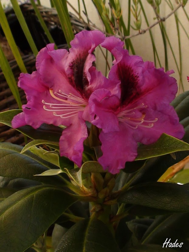 rododendro.jpg