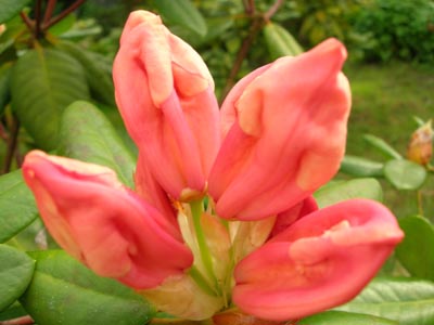 Rododendro1.jpg