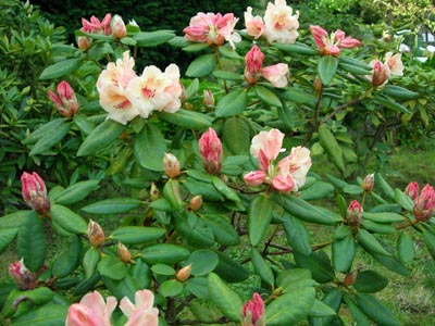 Rododendro2.jpg