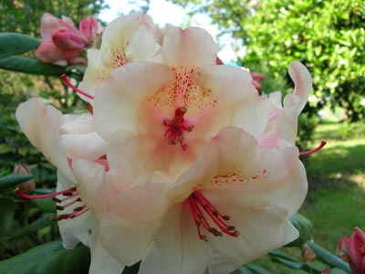 Rododendro3.jpg