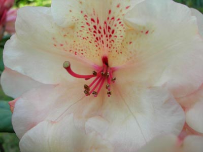Rododendro4.jpg
