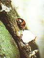 rodolia-cardinalis.jpg