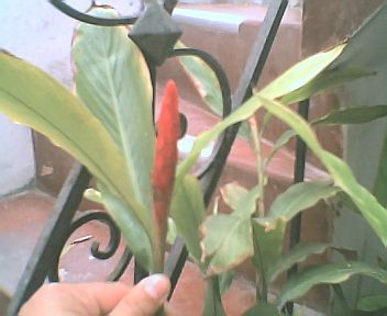 roja002.jpg