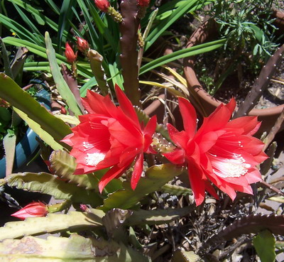 roja_de_cactus3.jpg