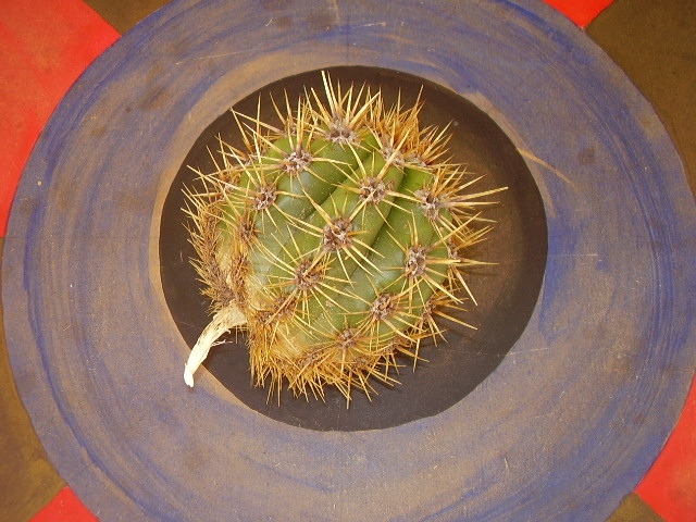 romanela_006.jpg