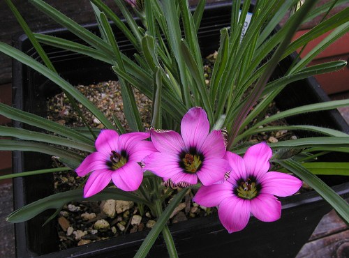 Romulea_tetragona2.jpg