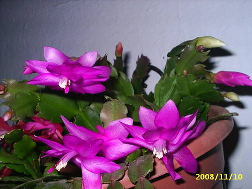 Ronda_004.JPG