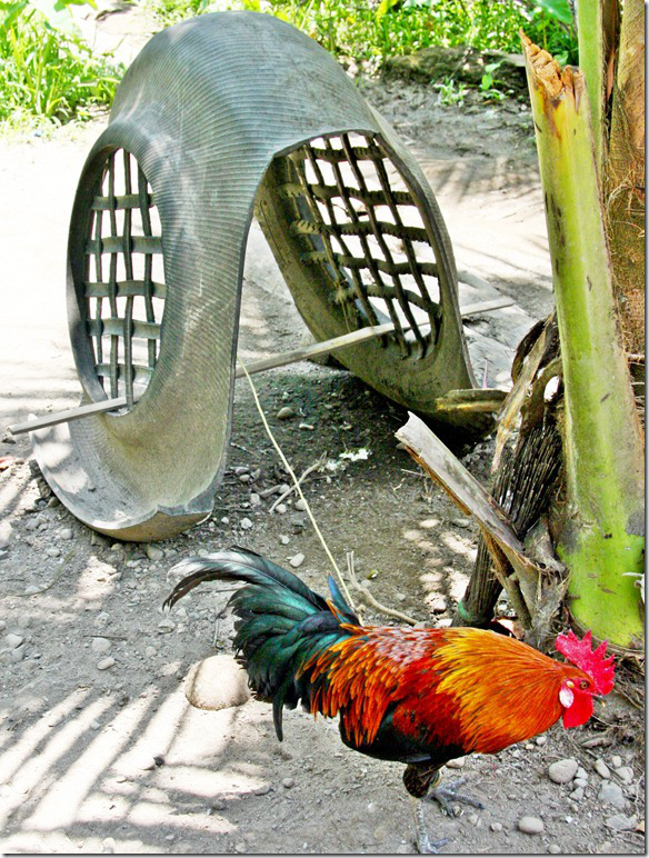 roosers-roost-001-photo-by-samuel-e-warren-jr_thumb.jpg