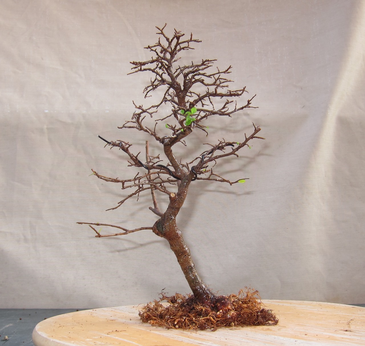 root27.jpg