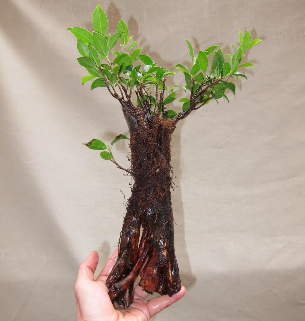 root6-jpg.491661.jpg