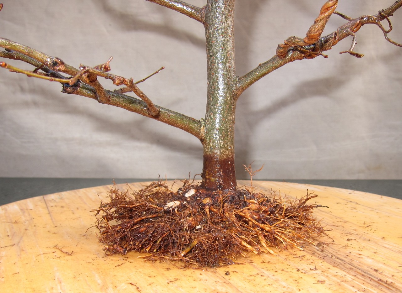 root75.jpg