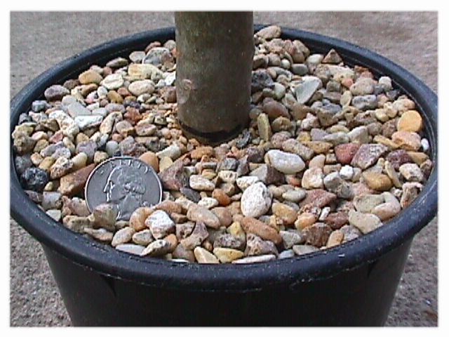 root_5.jpg