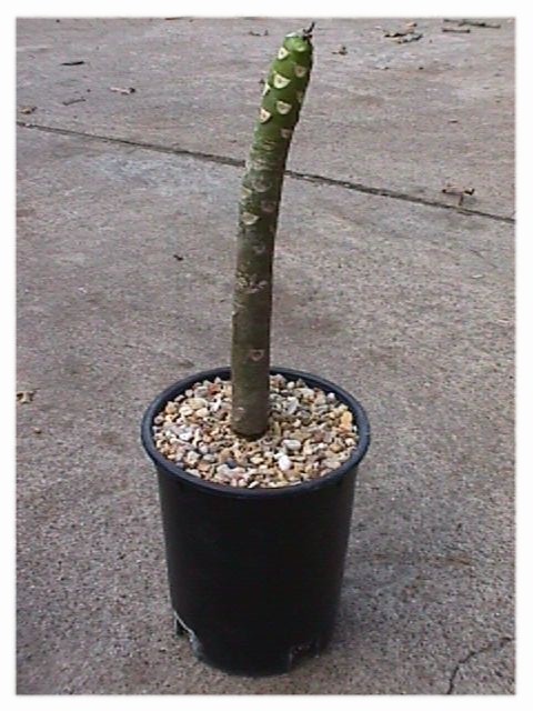 root_7.jpg