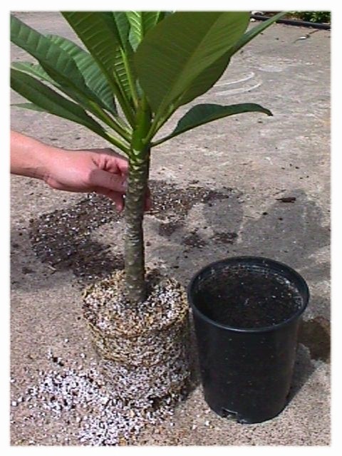 root_9.jpg