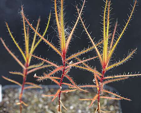 Roridula_gorgonias_Copyright_Rostislav_Simek.jpg