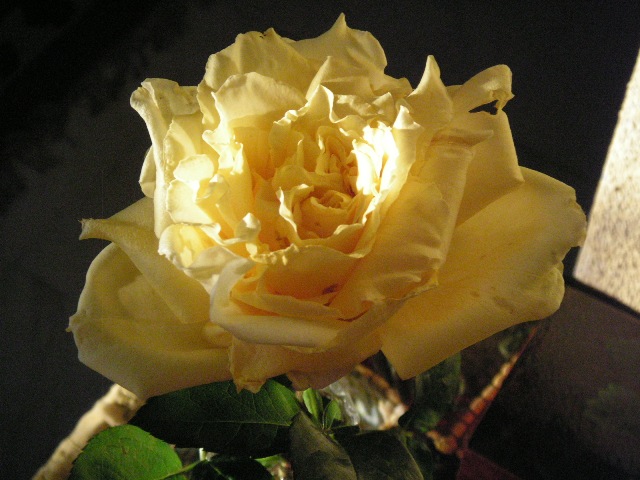 Rosa 2.JPG