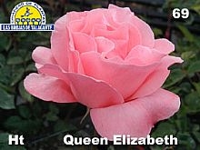 Rosa%20%20hibrida%2069%20Queen%20Elizabeth%20copia.jpg