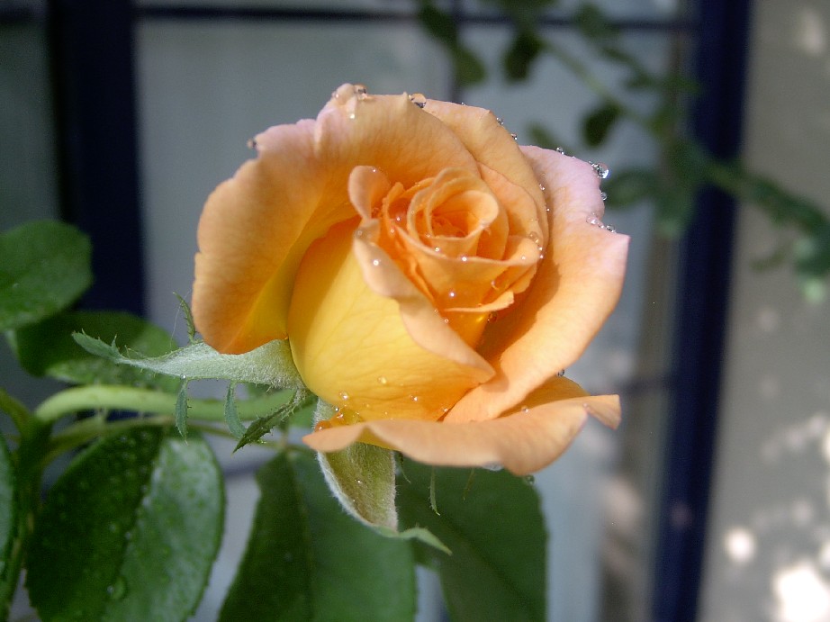 Rosa%20%2C%20para%20Karo.jpg