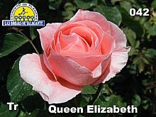 Rosa%20042%20Queen%20Elizabeth%20copia.jpg