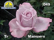 Rosa%20049%20Mainzero%20det1alta%20copia.jpg