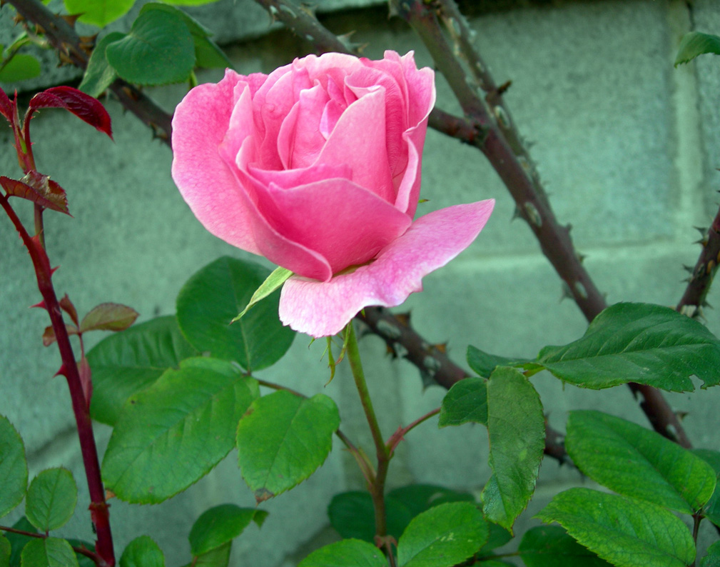rosa%201.jpg