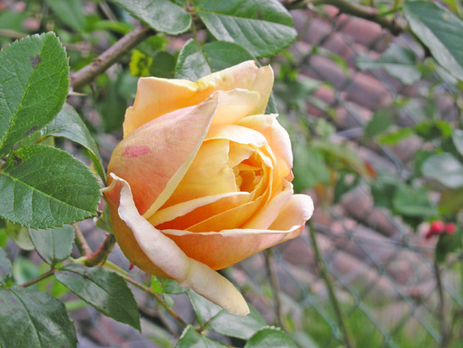 Rosa%20Amarilla.jpg