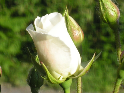 Rosa%20Blanca%20Capullo.jpg