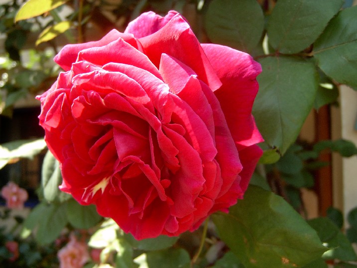 Rosa%20Duftzauber%28kORDES%29.jpg