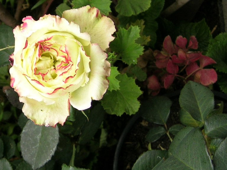 rosa%20especial.jpg