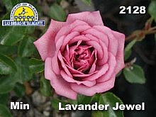 Rosa%20Min%202128%20Lavander%20Jemel%20copia.jpg