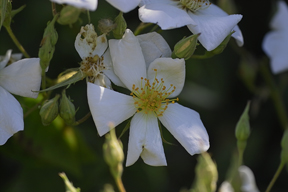 rosa%20moschata.jpg