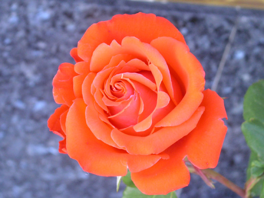 Rosa%20Naranja%20G.jpg