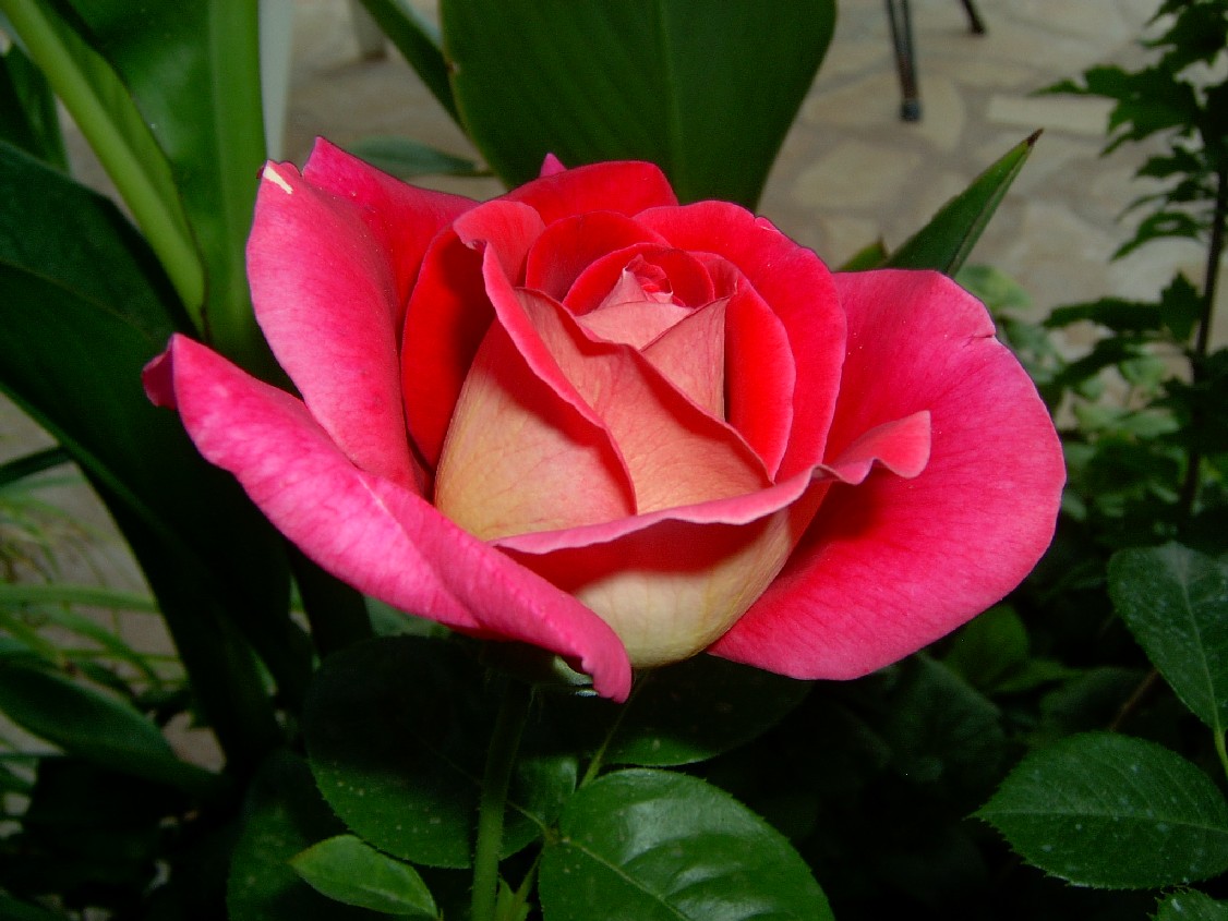 rosa%20Rebecca1.jpg